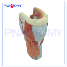PNT-0440 Les cartilages larynx expansion anatomie modèle anatomie plastique modèle